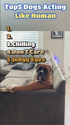Top 5 Dogs Acting Like Human #shorts #funny #comedy
