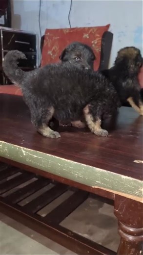 Beautiful Newborn Puppies Just Born | Adorable First Moments