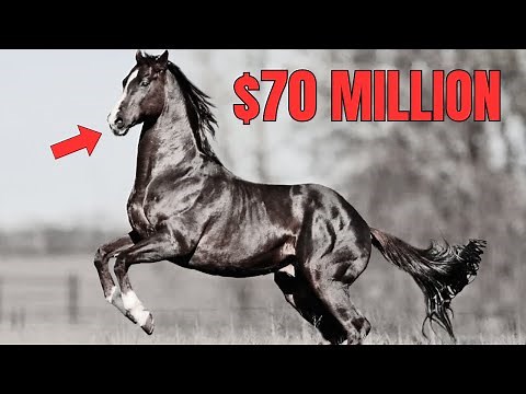 The Most Expensive Horse in History!