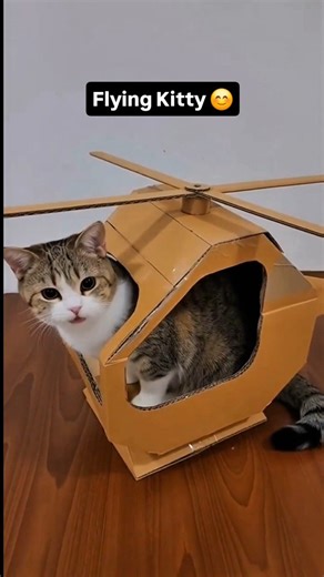 Flying Kitty 😊 #catvideo #helicopter #pets #catstory #fblifestyle | Beautiful Himachal & Barot valley