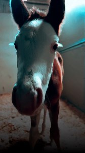 1.4K views · 839 reactions | The striking image of a foal with a...