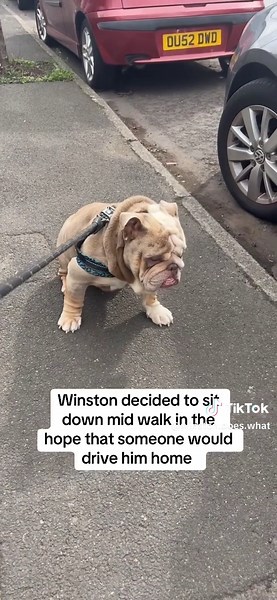 Winston the Bulldog's Hilarious Car Confusion