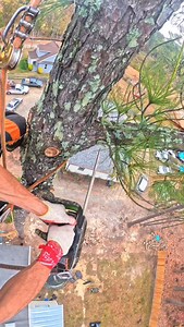 #outdoors #climber #treeremoval #climbing #treework #treeservice #speedline #parati | Dixon Guzmán