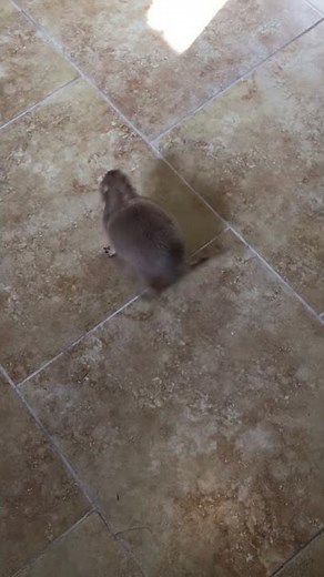 Lilly the prairie dog talking and begging