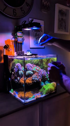 Best Nano Reef Tank Morning Ritual