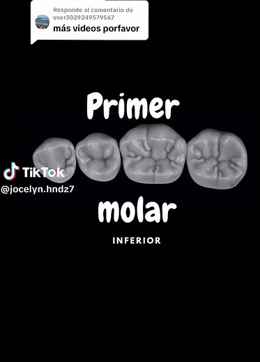 Morfología del Primer Molar Inferior: Anatomía Dental