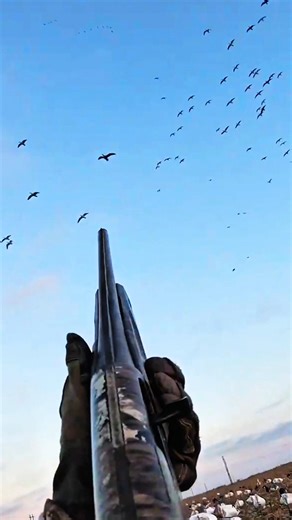 Get ready..Snow geese incoming #geesehunting #goosehunting #hunting