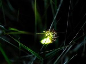 Light pollution is major threat to NC's diverse firefly population, scientists say