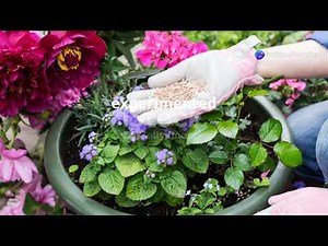 How to Grow and Take Care of Clematis to Grow Lots of Flowers