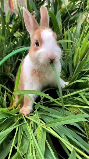 Too cute to handle 🥹🐇 #FluffyFriend #ViralShorts #Adorable