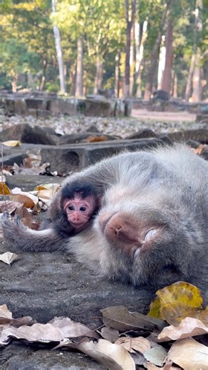 Welcome newborn baby monkey! Elsa! ❤️❤️ #shorts #monkey #newborn