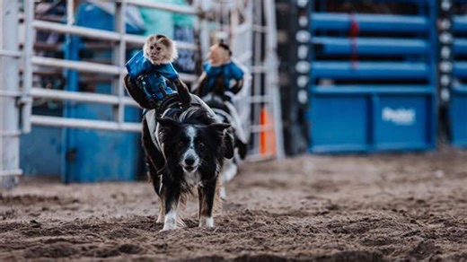 Monkey see, monkey ride at SLE Rodeo in Montgomery