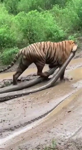 Jaw dropping moment a tiger battles and drags a huge python! 😳💪 #Survival #Animals #Tiger #Python