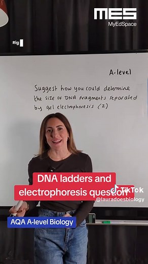 Understanding DNA Ladders and Electrophoresis in AQA A-level Biology