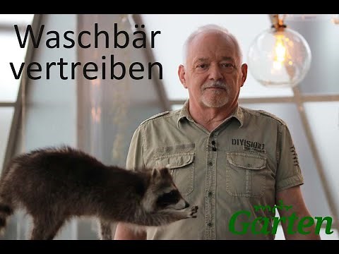 Raccoons in the garden: Prevention, detection, and repelling | MDR Garten