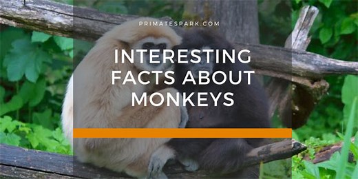 120 Interesting Facts about Monkeys: Diversity, Range, Traits - Primates Park