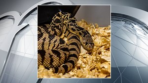 Fort Worth Zoo Helps Release Endangered Snakes Into Louisiana Forest