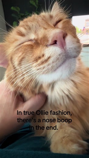 Here’s my fluffy lap cat, Ollie, soaking up some attention. Keeping to his traditions, you’ll get a nose boop at the end. Won’t you stick around a give him a boop? #orangecat #boopthesnoot #gingercat #sweetcat