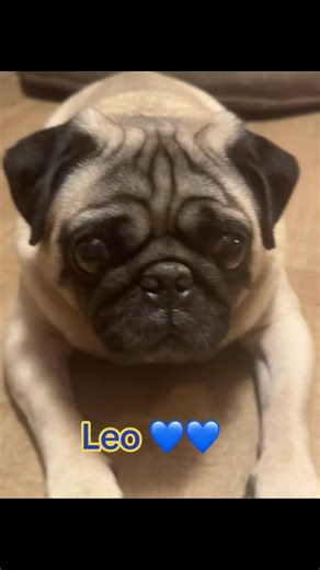 Puggymama (@puggymama)’s videos with Never Ending Song of Love (Rerecorded) - Dickey Lee