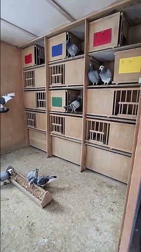 Zuchtschlag Brieftauben, die ersten Anpaarungen #pigeon