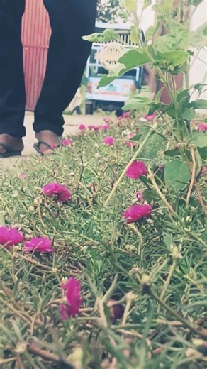 🥀🥀🥀🌺🌺🌺