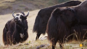 60K views · 1.2K reactions | A snow leopard uses its uncanny camouflage to edge closer to an isolated yak calf. He’s desperate to make a kill – but just when it looks like it’s all over, the calf’s mother shows up — and she’s ready for a fight  Survival of the Snow Leopard | Smithsonian Channel | Facebook