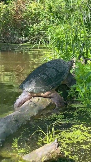 You Never Know What You’ll See on the Seine River… #kayaking #manitoba #wildlife #nature