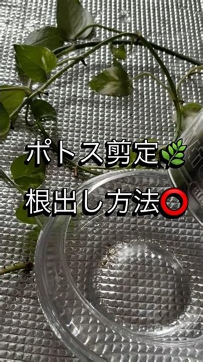 【ポトス】水差し発根管理方法‼️出ます❣️