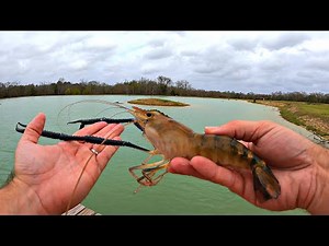 Our New Pond Build is Finished! (Adding 5,000 Prawns)