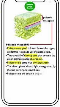 Lesson 9: The Structure and Function of Palisade Cells in a Leaf