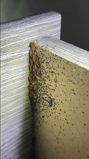 Dozens Of Bed Bugs On A Bed Frame #bedbugs #bedbug