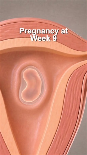 What Happens at 9 Weeks Pregnant
