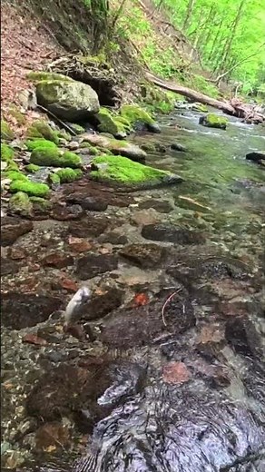 今シーズン一番のおチビ！ #フライフィッシング #flyfishing #ヤマメ #渓流釣り