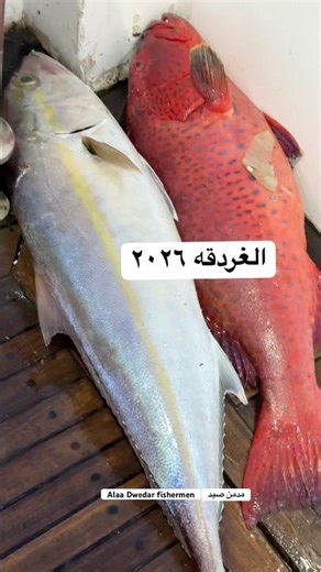 افضل أنواع السمك ما شاء الله #صيد #سمك #ماشاءالله #الله #الله_اكبر #بحر #مصر #fishing #رمضان #2026