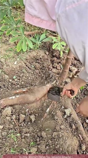 What to Do After Harvesting Cassava Roots?