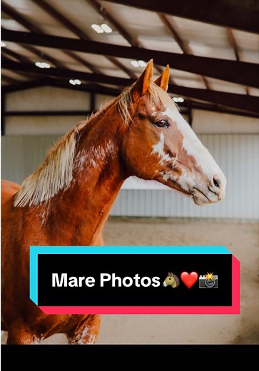 Beautiful Mare Photos Captured at Running Springs