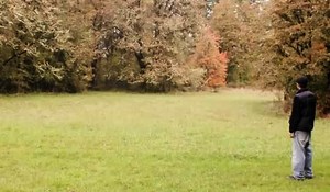 How to Know If You Can Grow an October Glory Maple Tree