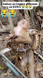 463K views · 1.1K reactions | Kalooy tawun sa Unggoy gilikusan sa SAWA #monkey #Python #baksan #sawa #trendingreels #viralreels #everyone #meta #viewers #friends #followers #highlights #StarSender | Danny Puasa | Facebook