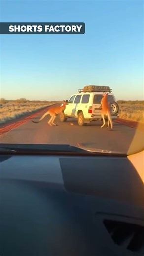 Kangooro Confront Vehicle