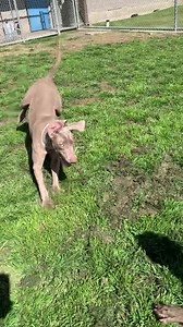 Weimaraner Rescue of Texas on Reels
