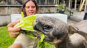 Galapagos Tortoises are the biggest in the world and there are actually over 13 different sub species of Galapagos Tortoises🤯 We got to meet some of the biggest Tortoises here in Florida and it was amazing🙌 They are such intelligent animals and are able to interact with us in so many different ways🤩 . . . #beautiful #giamt #galapagos #tortoise #happy #fun #wildlife #fbpost #animals #animallovers #life #fun #wild #AmaZing #video #moment #facebook #fb #post #cute #feed #hungry #food #funny #fee