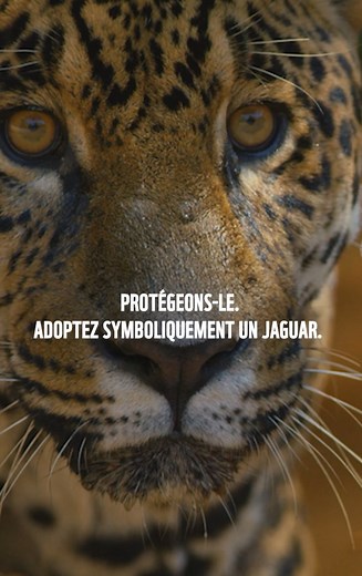 Quand son monde brûle, le nôtre aussi. Protégeons-le. | WWF-Belgium