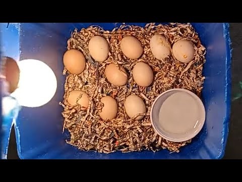 How To Hatch Chicken Eggs At Home.Without Incubator.