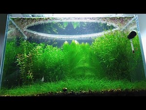 11 Months Update - (Peace and Balance) NO filter, NO CO2, NO Ferts 5 Gallon Nano Tank