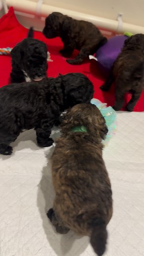 Our little poodles playing with their toys 🧸 | Treaclelu’s cavaliers, cavapoo’s & toy poodles
