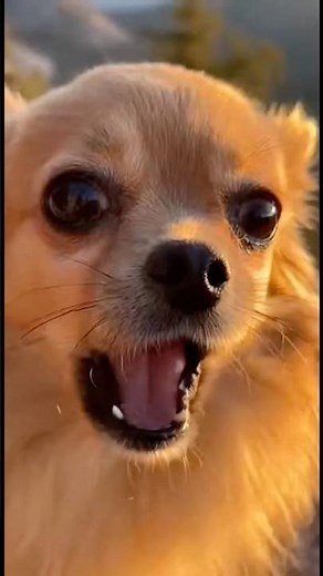 Mama Dog's Desperate Cries Led Him to This Trapped Puppy #dogrescue #puppyrescue #emotional