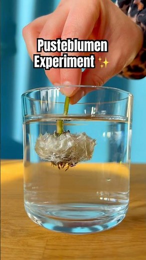 DIY Pusteblumen Experiment #shorts #experiment #science #funforkids #kindergarten #forkids #kids