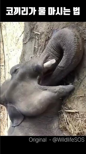 How Elephants Drink Water