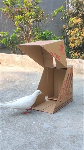 Creative bird trap design // Amazing bird trap using cardboard box 📦🕊 #shorts #cardboard #box