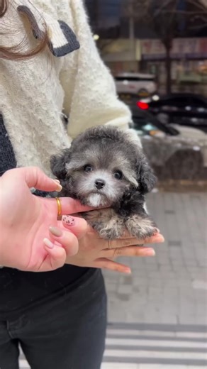 Super Cute Silver Sable Poodle!🤍🩶🖤 These are very precious silver sable colors. They are colors that show off even more beautiful colors when they are in the sun while walking☀️ #poodlelove #poodles #poodlepuppy #puppylove